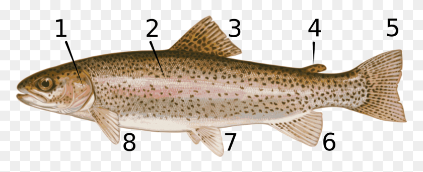 1280x463 Анатомия Рыбьего Плавника Salmonidae Steelhead Trout, Животное, Треска, Кижуч Png Скачать