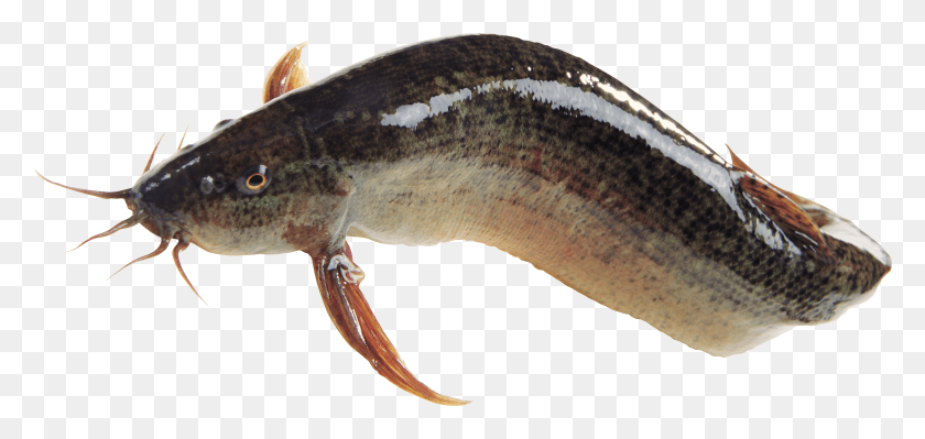Fish Fish Images HD PNG Download