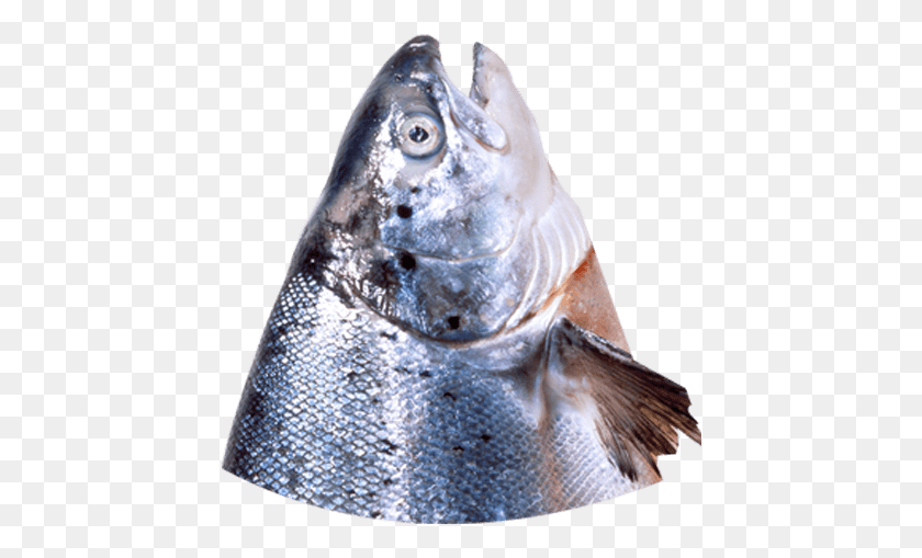 438x449 Рыба Голова Рыбные Продукты, Животное, Кижуч, Морская Жизнь Png Скачать