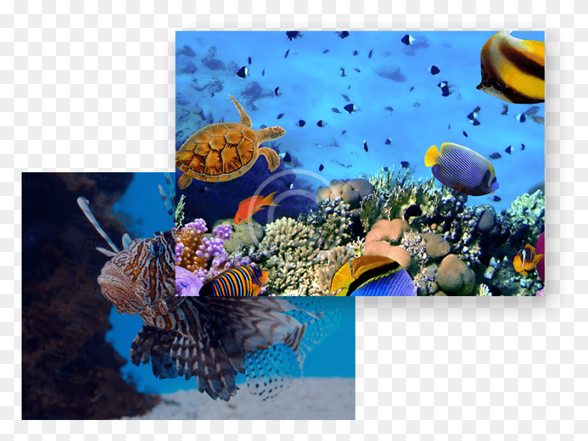 877x641 Fish Health Rafa Koralowa Tapeta Na Telefon, Aquatic, Water, Turtle HD PNG Download