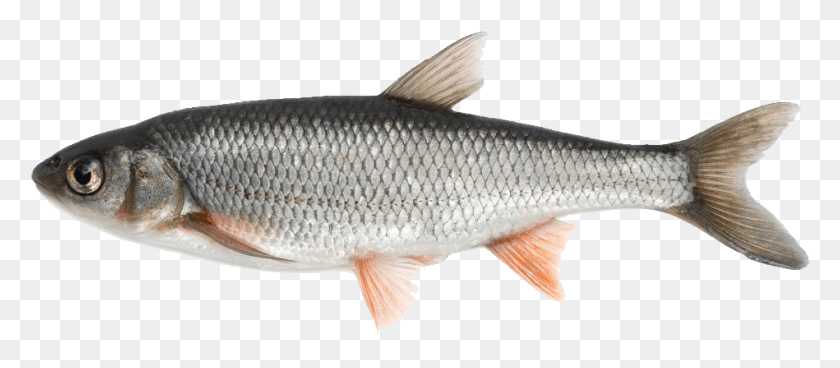 949x375 Fish Image Fish Available In India, Animal, Mullet Fish, Sea Life HD PNG Download