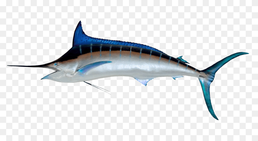 Fish Images, Animal, Sea Life, Swordfish, Shark Clipart PNG