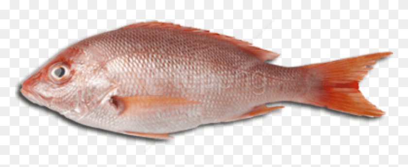 844x309 Fish Meat Fish Meat, Animal, Sea Life, Seafood HD PNG Download