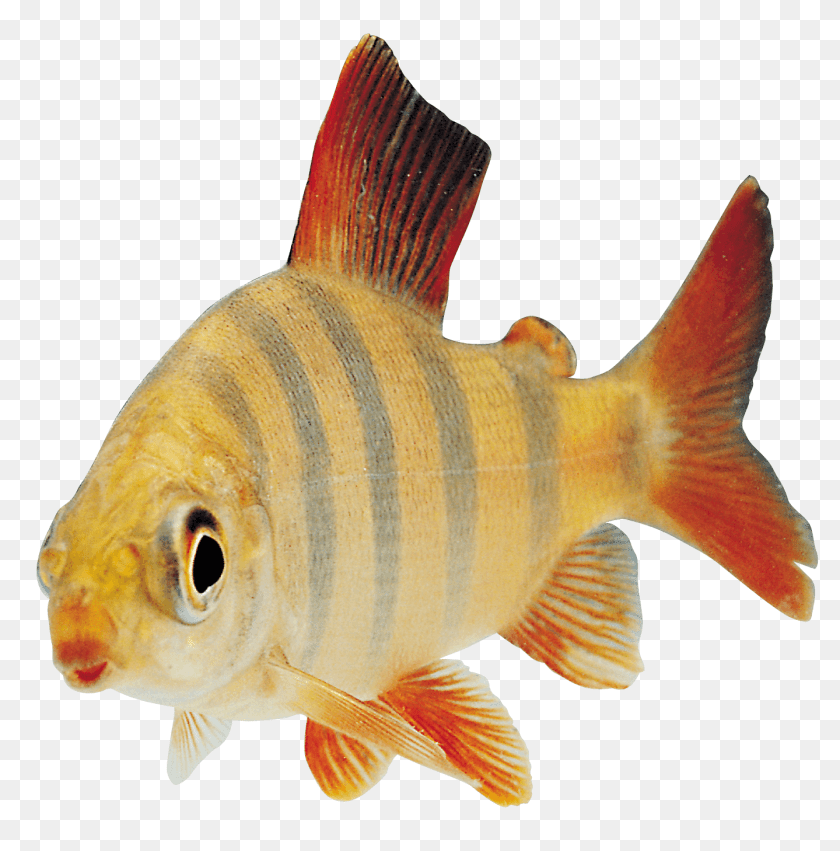 Fish Orange Sideview, Animal, Sea Life, Perch Clipart PNG