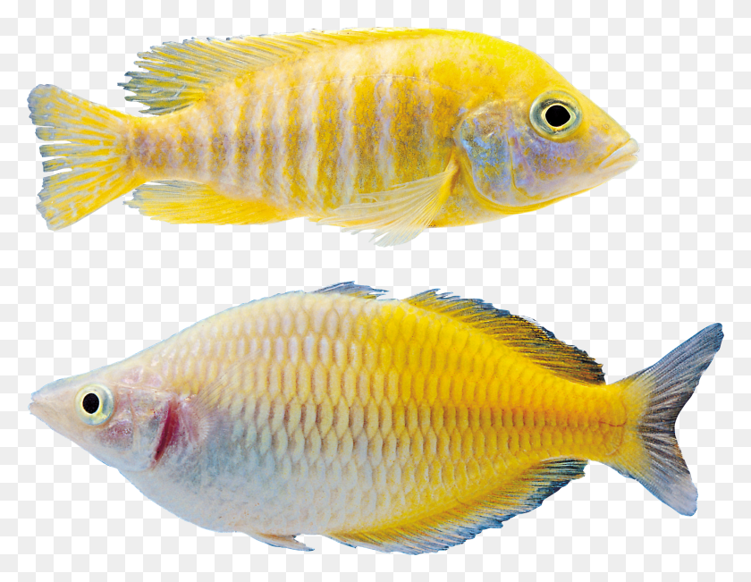 2172x1648 Fish Peixes, Animal, Perch HD PNG Download