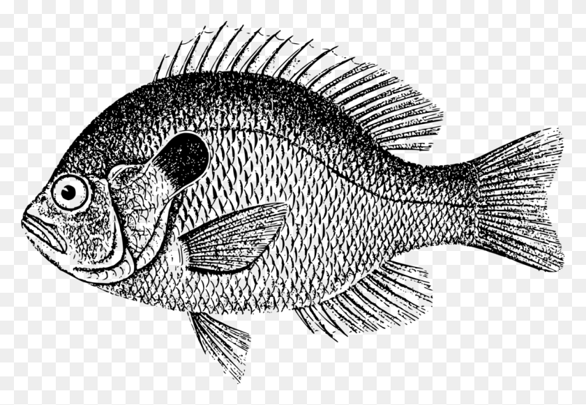 1121x750 Fish Scale Bass Carp Fishing Crappie Clipart Black And White, Gray, World Of Warcraft HD PNG Download
