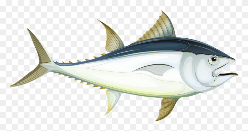 825x407 Fish Sea Tuna Underwater Water Ocean Animal Tuna Fish Cartoon, Sea Life, Bonito, Shark HD PNG Download