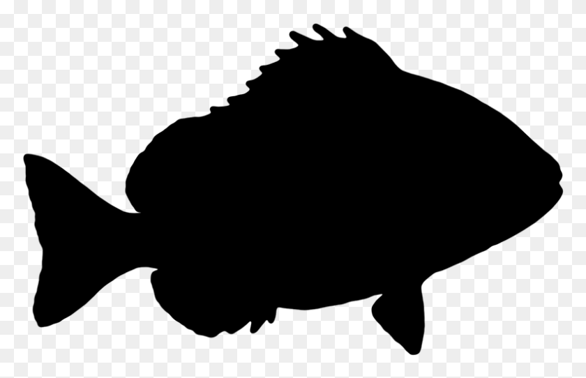 794x491 Fish Sheepshead The Silhouette Graphics Vector Fish Silhouette No Background, Gray, World Of Warcraft HD PNG Download