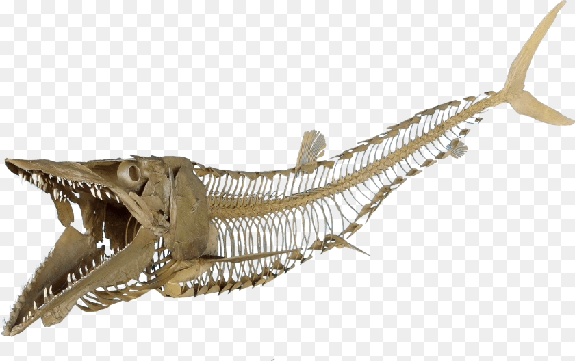 1718x1080 Fish Skeleton Transparent, Animal, Dinosaur, Reptile PNG