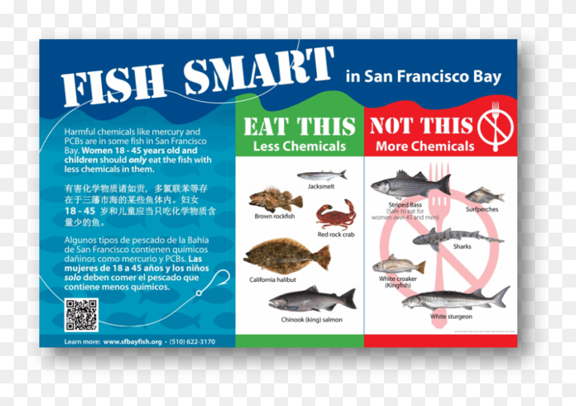 800x547 Fish Smart Sign Fish Is Not Safe To Eat, Advertisement, Poster, Animal HD PNG Download