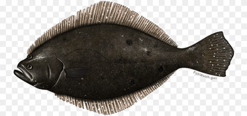 752x396 Fish Summer Flounder Fluke, Animal, Halibut, Sea Life Sticker PNG