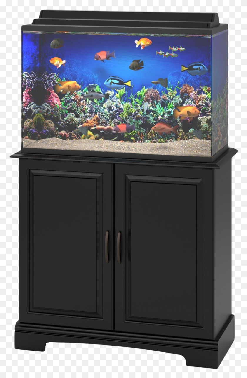 804x1259 Fish Tank, Water, Animal, Aquatic HD PNG Download