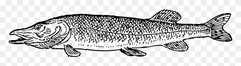 1281x282 Fish Type Scales Fishing Pike Image Pike Clipart, Animal, Outdoors, Spire HD PNG Download