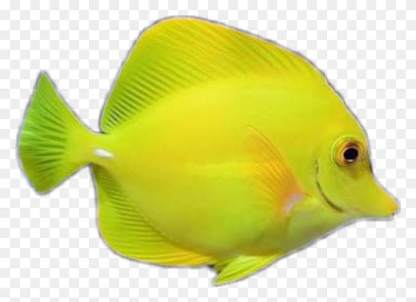 885x623 Png Рыба Желтый Peixe Pomacentridae, Животное, Хирург, Морская Жизнь Png Скачать
