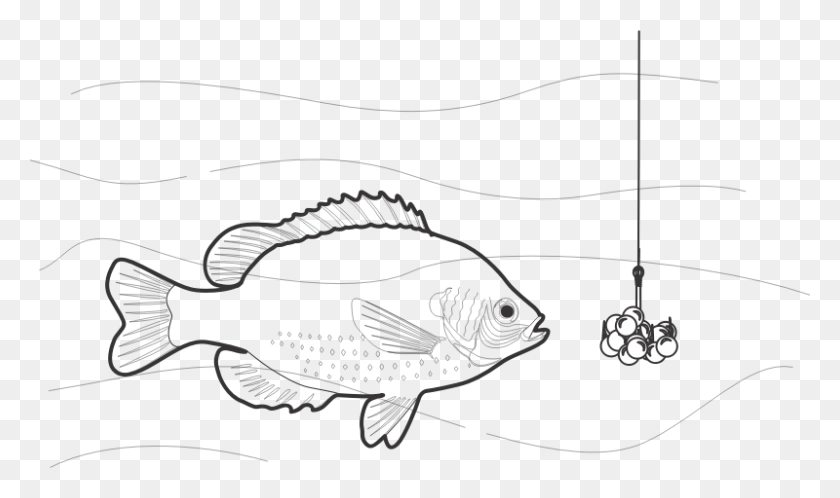 800x450 Рыболовная Приманка, Животное, Рыба, Морская Жизнь Hd Png Скачать