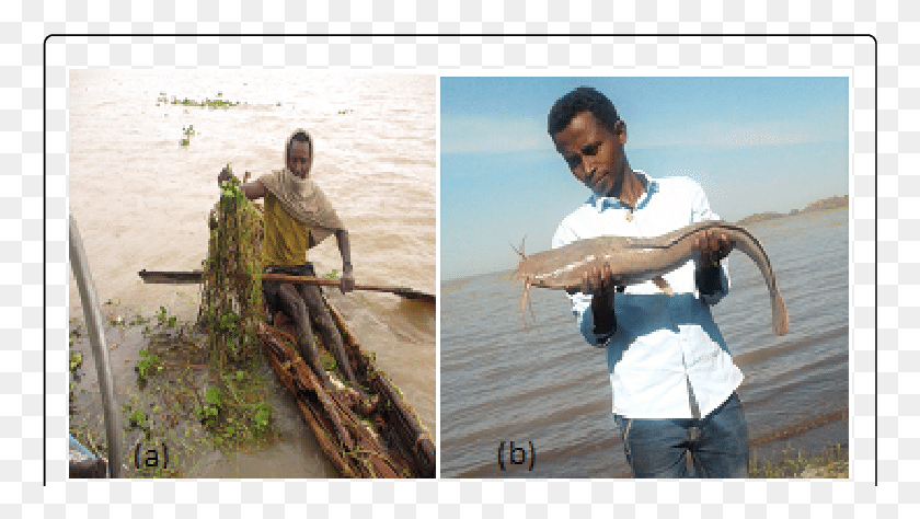 763x414 Fishing Net Entangled By Water Hyacinth At The Landing Fisherman, Person, Human, Fish HD PNG Download