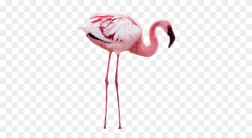 329x399 Flamengo Ekc Flamingo Crimson Wing Тайна Фламинго, Птица, Животное, Клюв Png Скачать