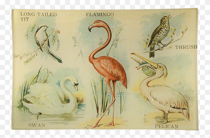 751x493 Flamingo, Pájaro, Animal, Pico Hd Png
