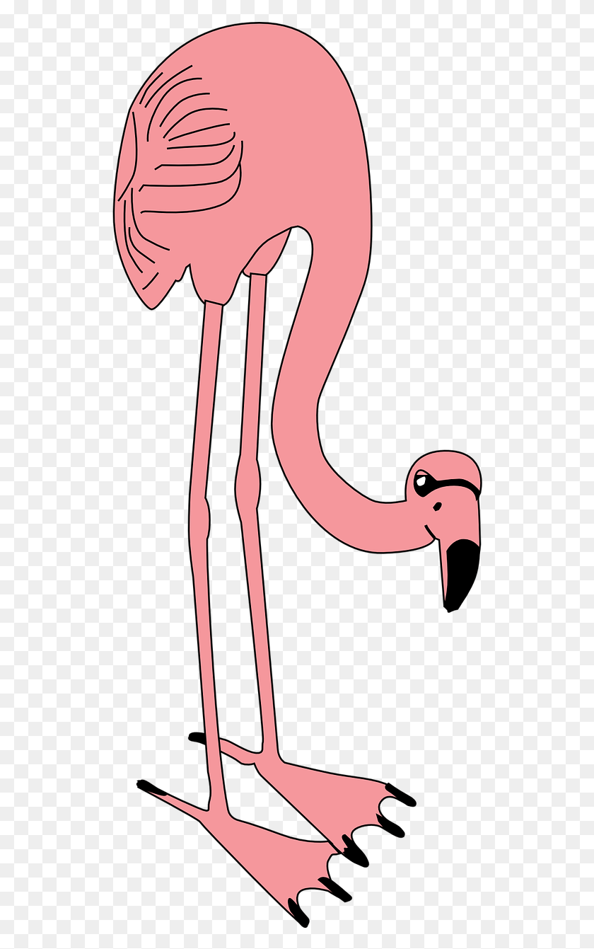 528x1281 Flamingo, Bird, Animal, Hook Hd Png