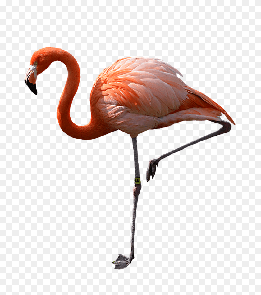 1600x1811 Flamingo, Animal, Bird Transparent PNG