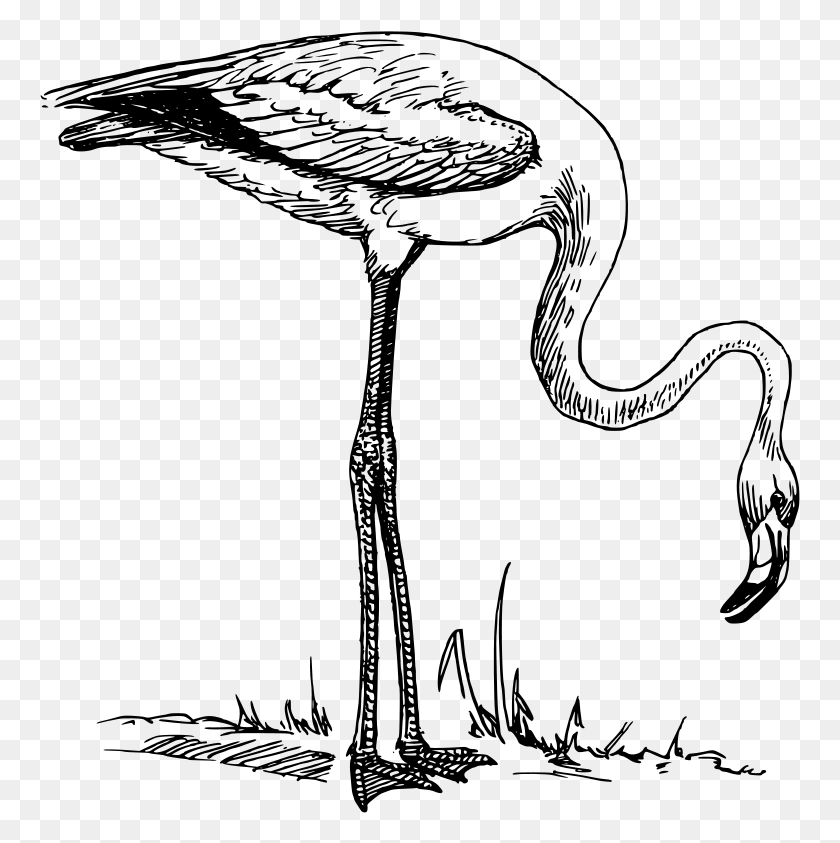 761x783 Flamingo Black And White, Gray, World Of Warcraft HD PNG Download