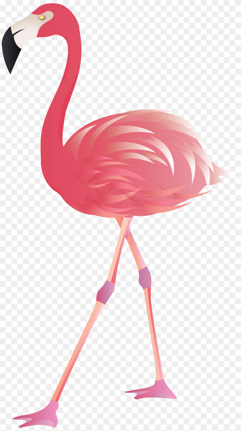 4471x8000 Flamingo Clip Art, Animal, Bird PNG