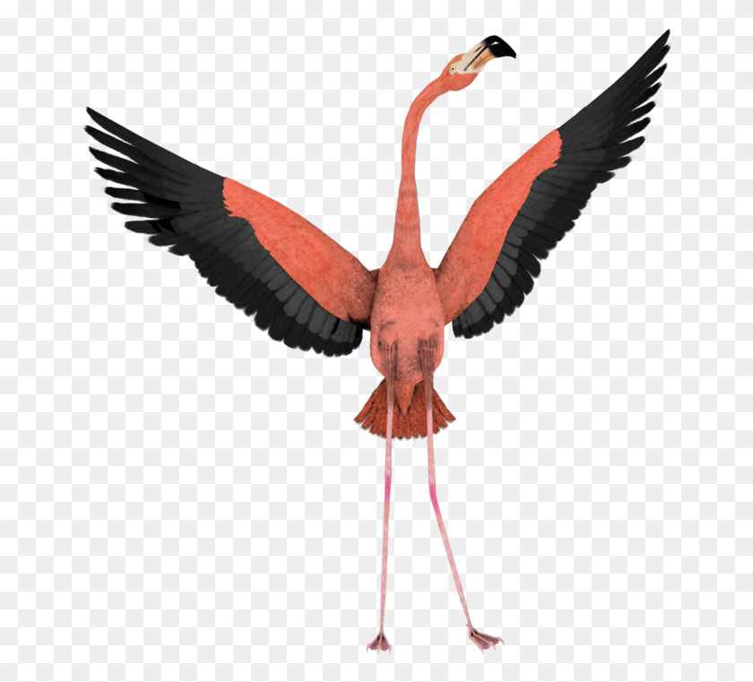 661x701 Flamingo Flamingo With Wings Open, Bird, Animal, Flying HD PNG Download