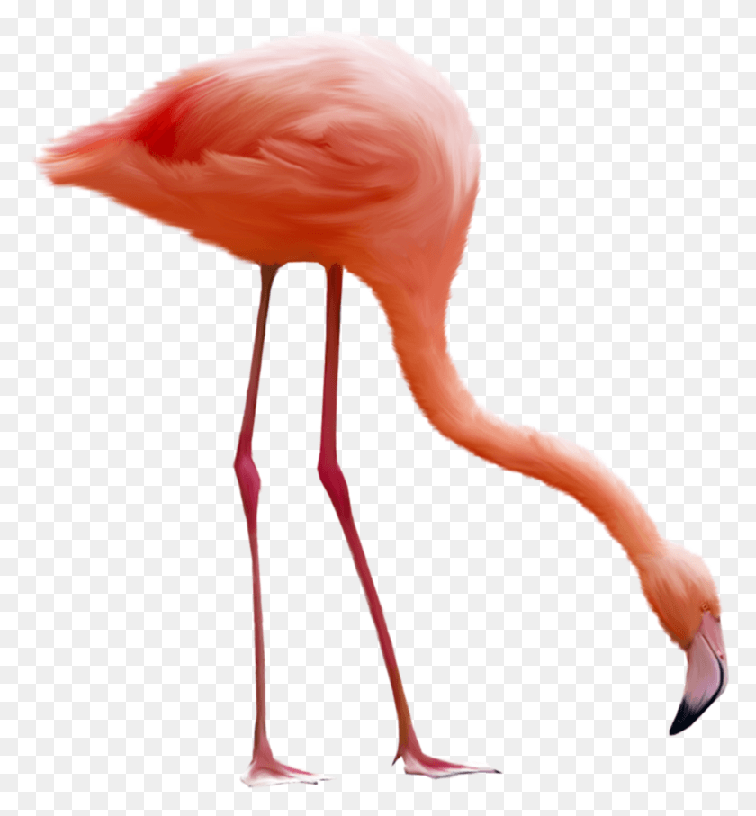 1643x1786 Flamingo Gif Anim Flamant Rose, Bird, Animal, Head HD PNG Download