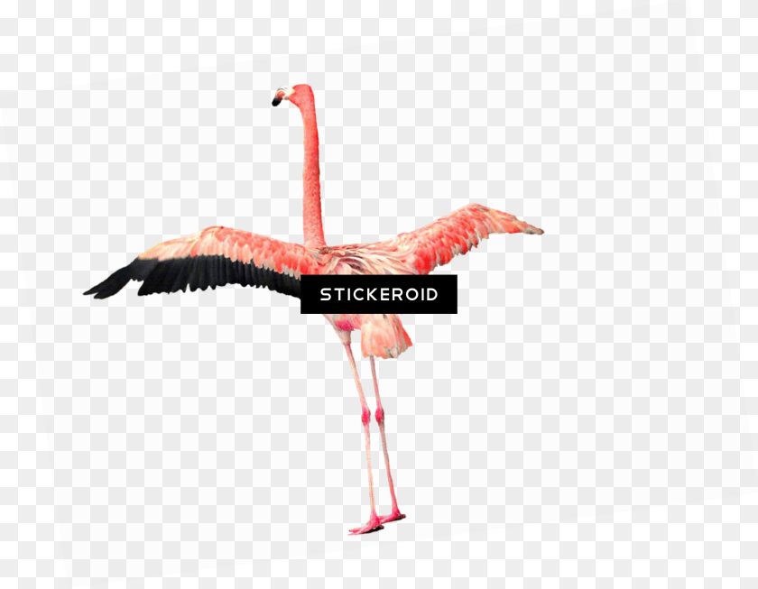Flamingo Greater Flamingo, Animal, Bird Transparent PNG