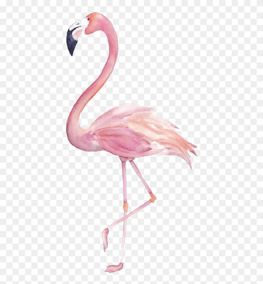 449x849 Flamingo Image Transparent Flamingo Clipart Watercolor, Bird, Animal HD PNG Download