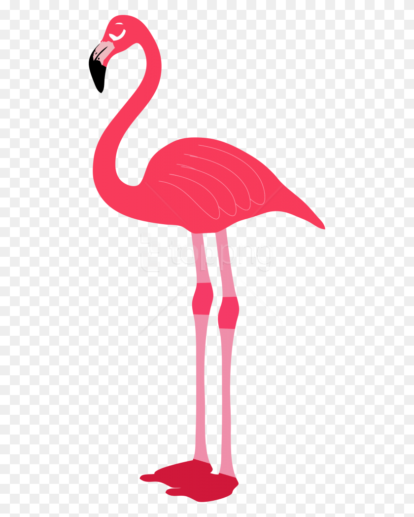 480x987 Flamingo Images Background Transparent Background Flamingo Clipart, Bird, Animal HD PNG Download