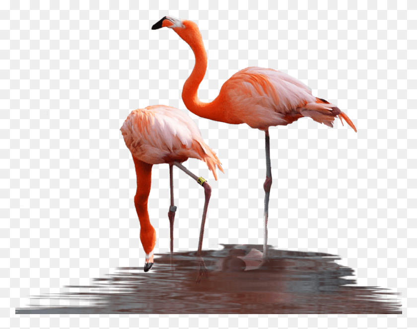 935x723 Flamingo In Water, Bird, Animal, Beak HD PNG Download