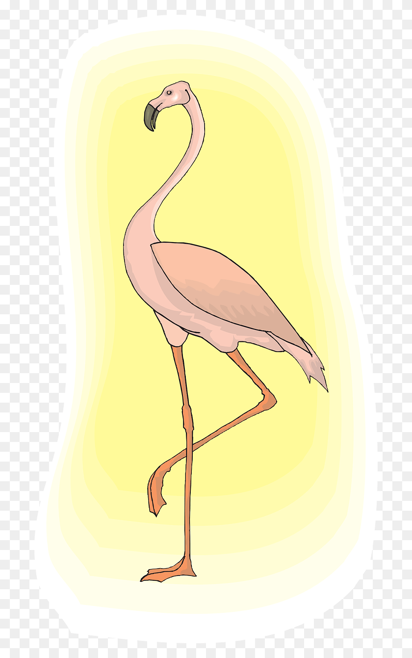 700x1280 Flamingo Light Pink Bird, Animal, Pico Hd Png