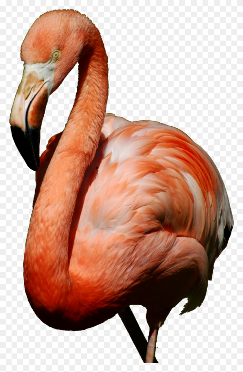 896x1407 Стикер Фламинго Большой Фламинго, Птица, Животное, Клюв Hd Png Скачать
