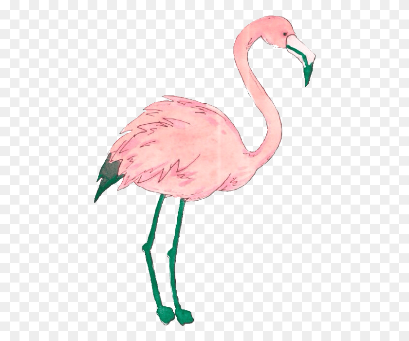 458x640 Flamingo Tumblr Animales, Pájaro, Animal, Pico Hd Png