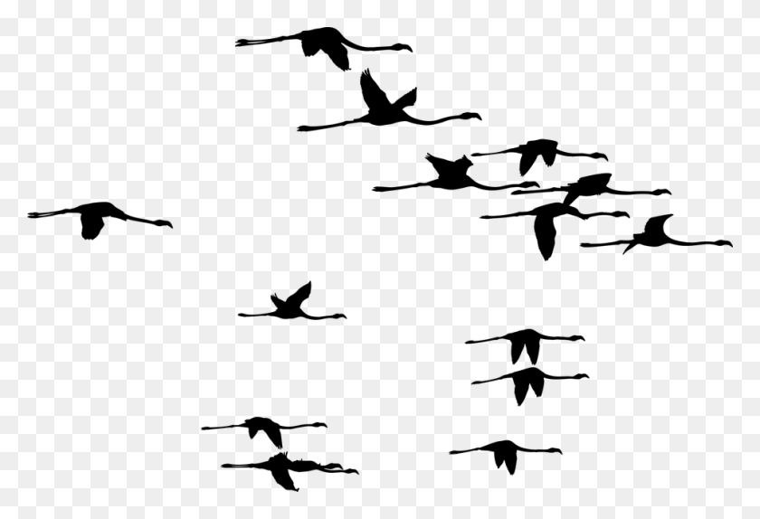 960x633 Фламинго Птицы Силуэт Фламинго Животные Летают По Шумящему Берегу, Серый, Мир Варкрафта Png Скачать