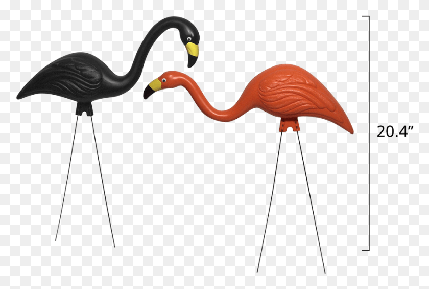 895x580 Flamingos In Spooky Greater Flamingo, Animal, Bird Hd Png