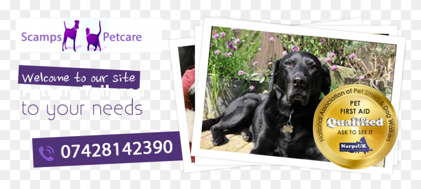 956x390 Flat Coated Retriever, Advertisement, Poster, Animal HD PNG Download
