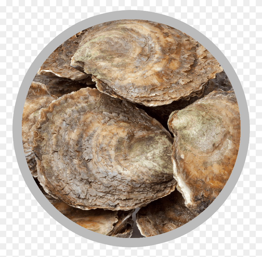 764x764 Flat Oysters European Flat Oyster, Food, Sea Life, Animal HD PNG Download