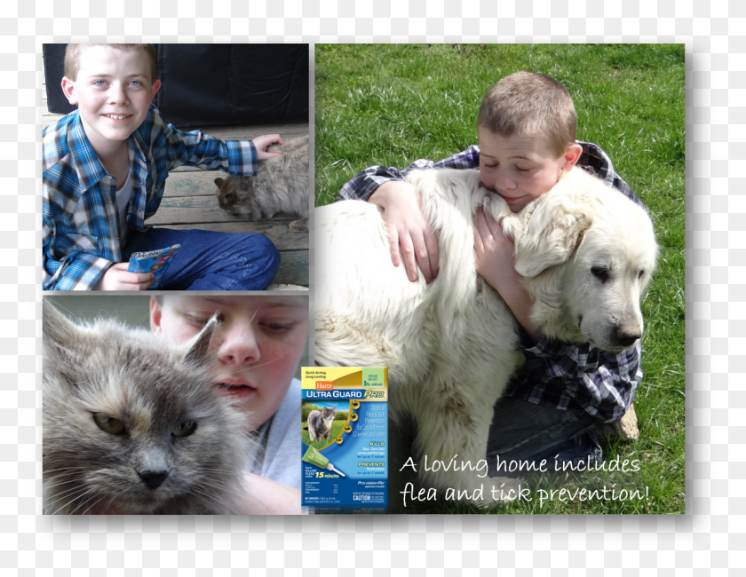 1188x899 Flea And Tick Prevention For Dogs And Cats Dog, Collage, Poster, Advertisement HD PNG Download