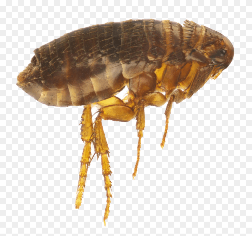 1421x1327 Flea Flea Diatomaceous Earth Microscope, Insect, Invertebrate, Animal HD PNG Download