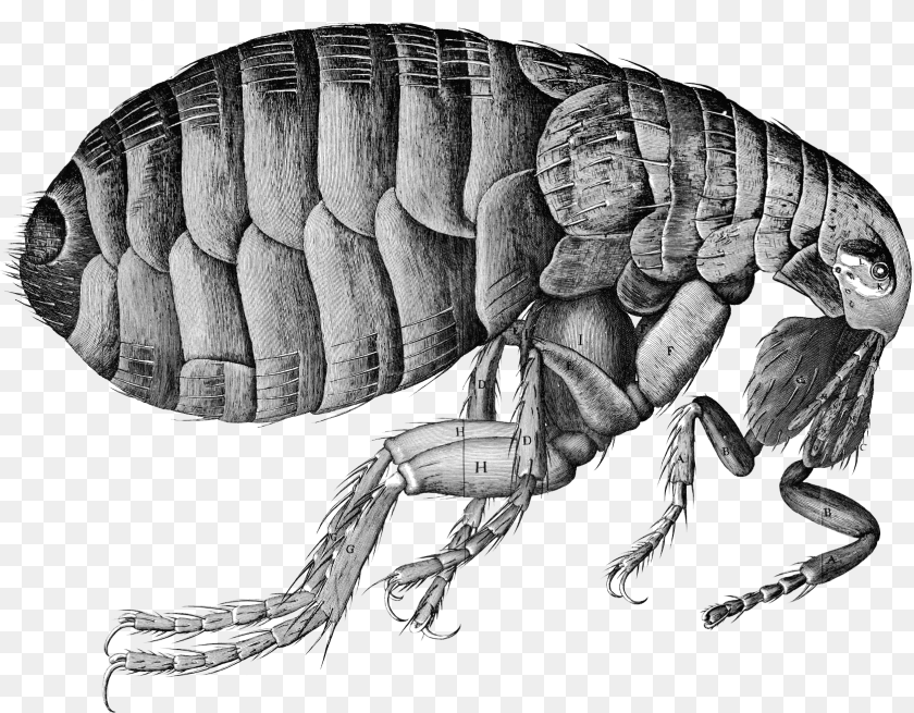 Flea Pulga Da Peste Negra, Animal, Invertebrate, Insect, Head Transparent PNG