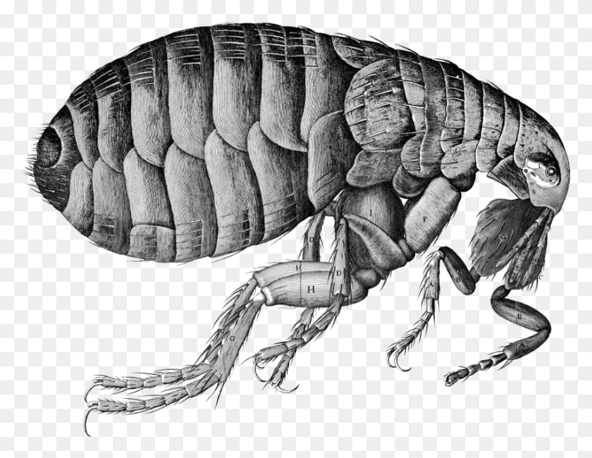 850x644 Flea Transparent Image Bubonic Plague, Animal, Insect, Invertebrate HD PNG Download
