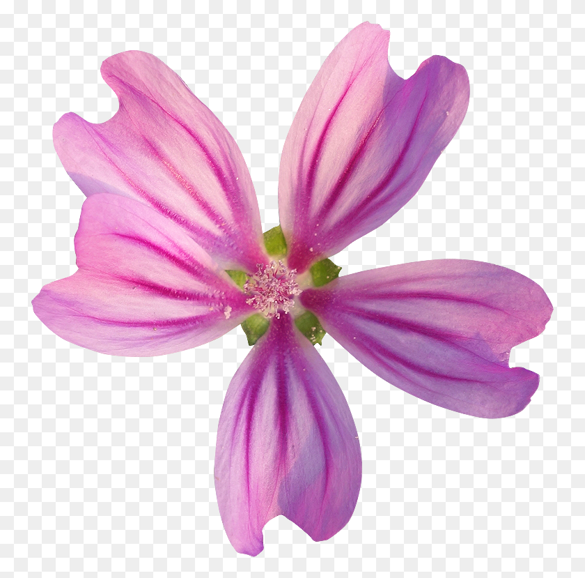 750x769 Fleur 34 Photogriff Fleurs, Geranium, Flower, Plant HD PNG Download