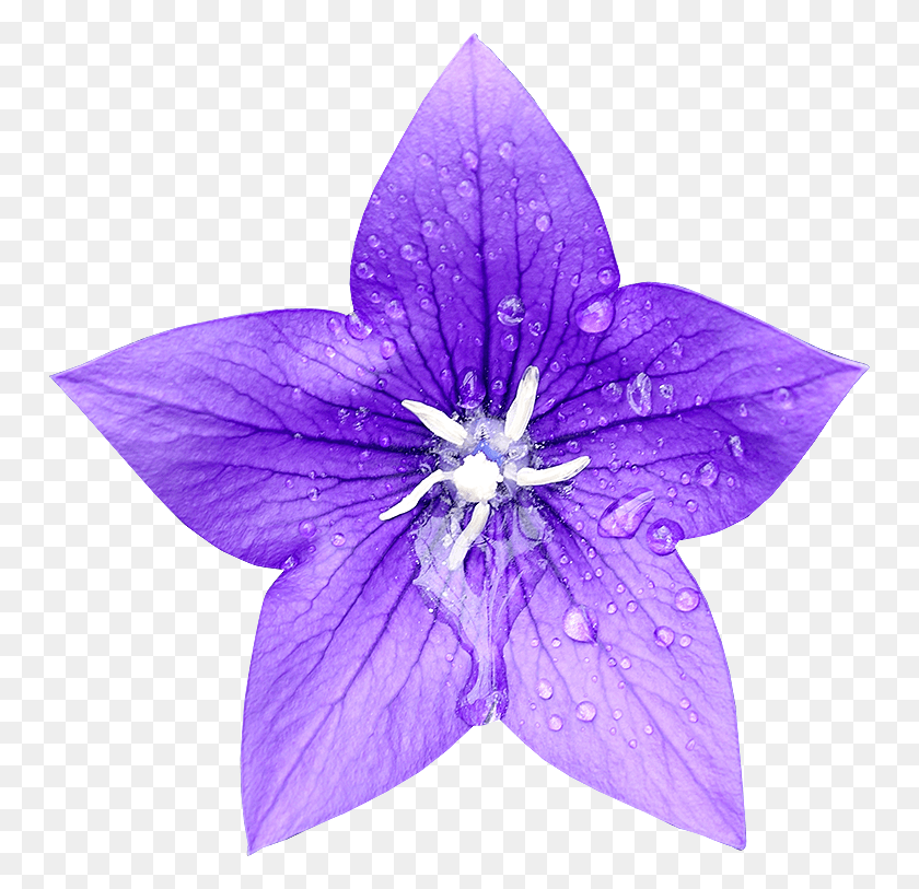 750x753 Fleur Detouree Platy Single Flower Blue Bell, Purple, Anther, Plant HD PNG Download