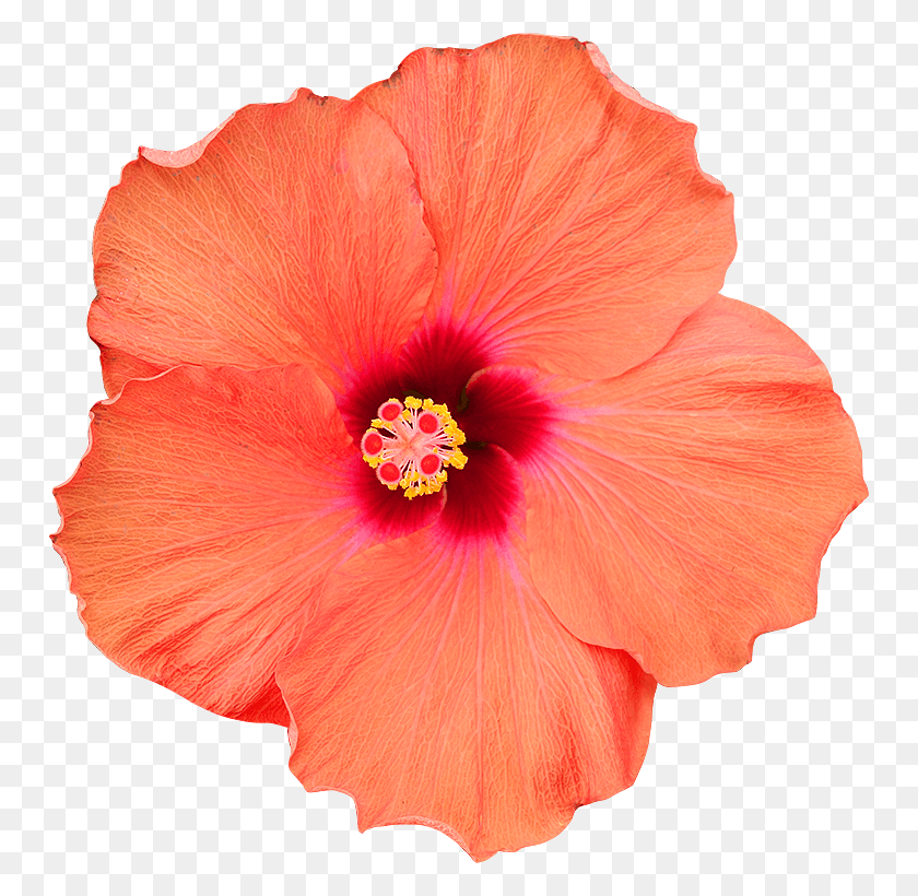 750x760 Fleur Hibiscus Chinese Hibiscus, Plant, Flower, Blossom HD PNG Download