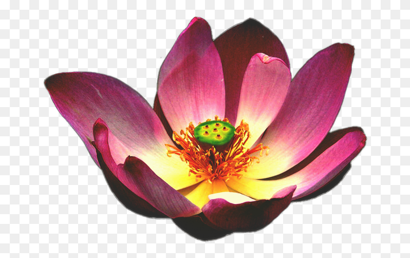 671x470 Флер Лотос Гамбар Бунга Тератаи, Растение, Пыльца, Цветок Png Скачать