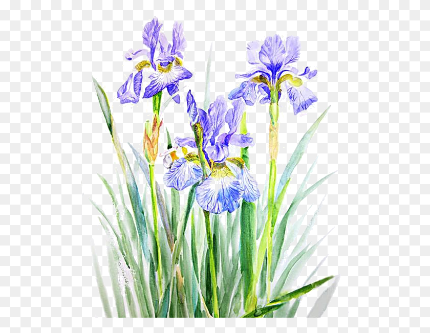 525x591 Fleurs Clat Ornement Flowers Tubes Bouquets Iris, Flower, Plant, Blossom HD PNG Download
