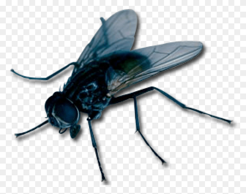 865x670 Flies Fat Fly, Insect, Invertebrate, Animal HD PNG Download