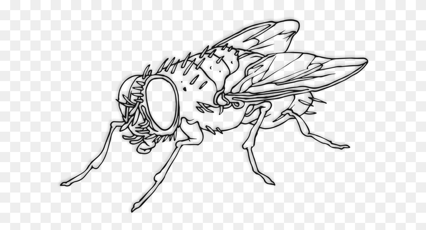 620x394 Flies House Fly, Wasp, Bee, Insect HD PNG Download